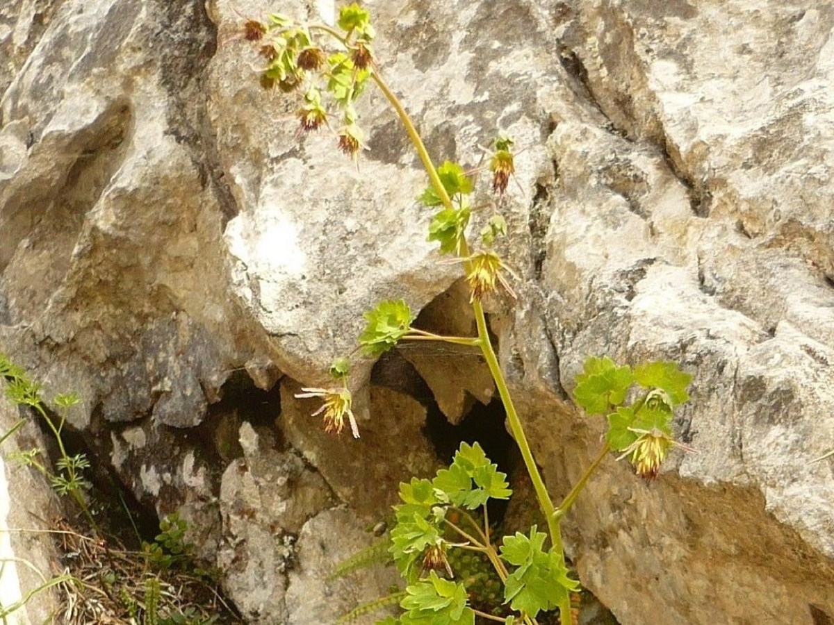 Thalictrum macrocarpum (Ranunculaceae)